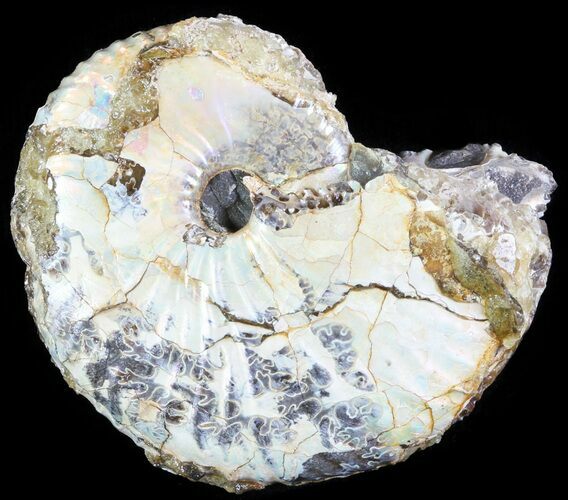 Hoploscaphites Ammonite - South Dakota #62593